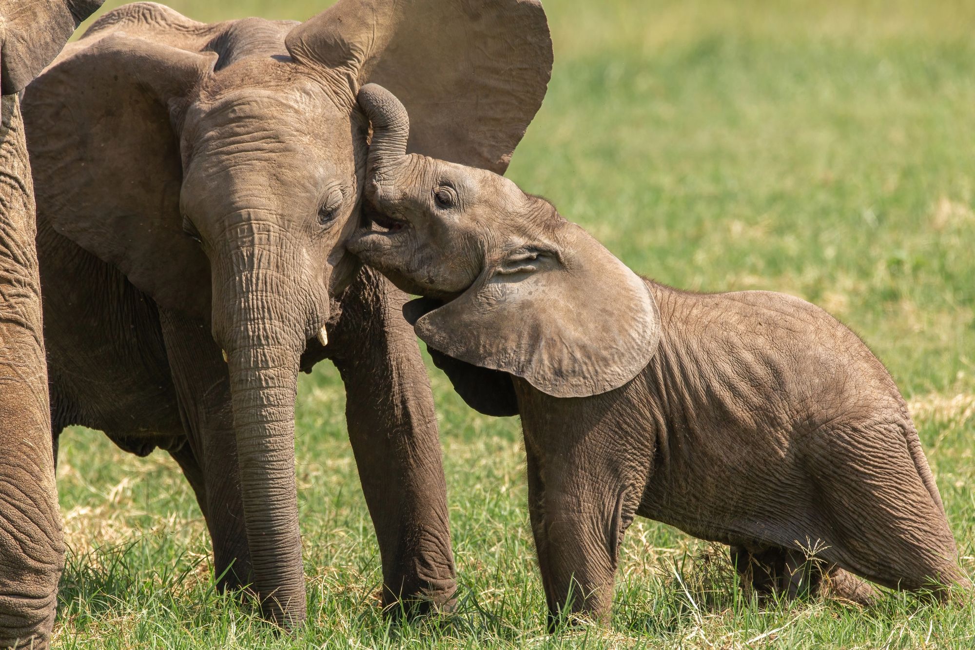 Two elephant calves playing together